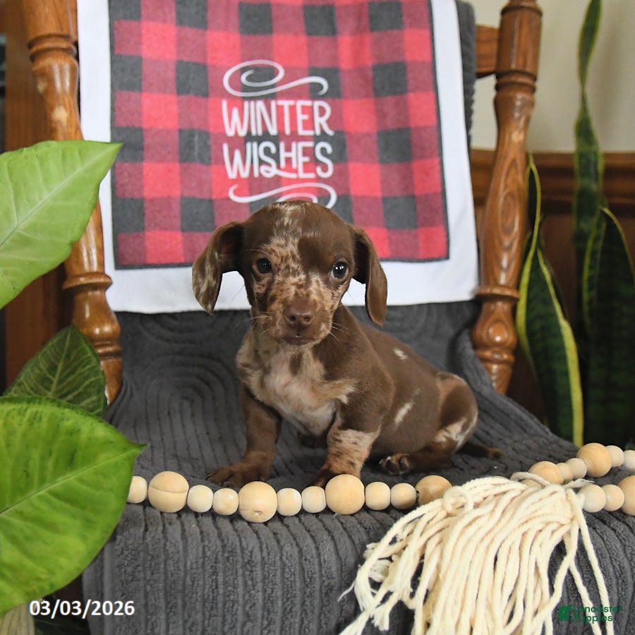 Miniature Dachshund dogs Oscar - Ad 1