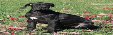 Great Dane Puppy 4