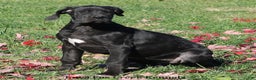 Great Dane dogs for sale: Great Dane Puppy 4 - Ad 1