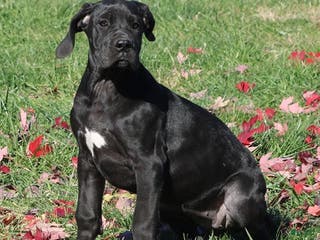 Great Dane dogs Great Dane Puppy 4 - Ad 3