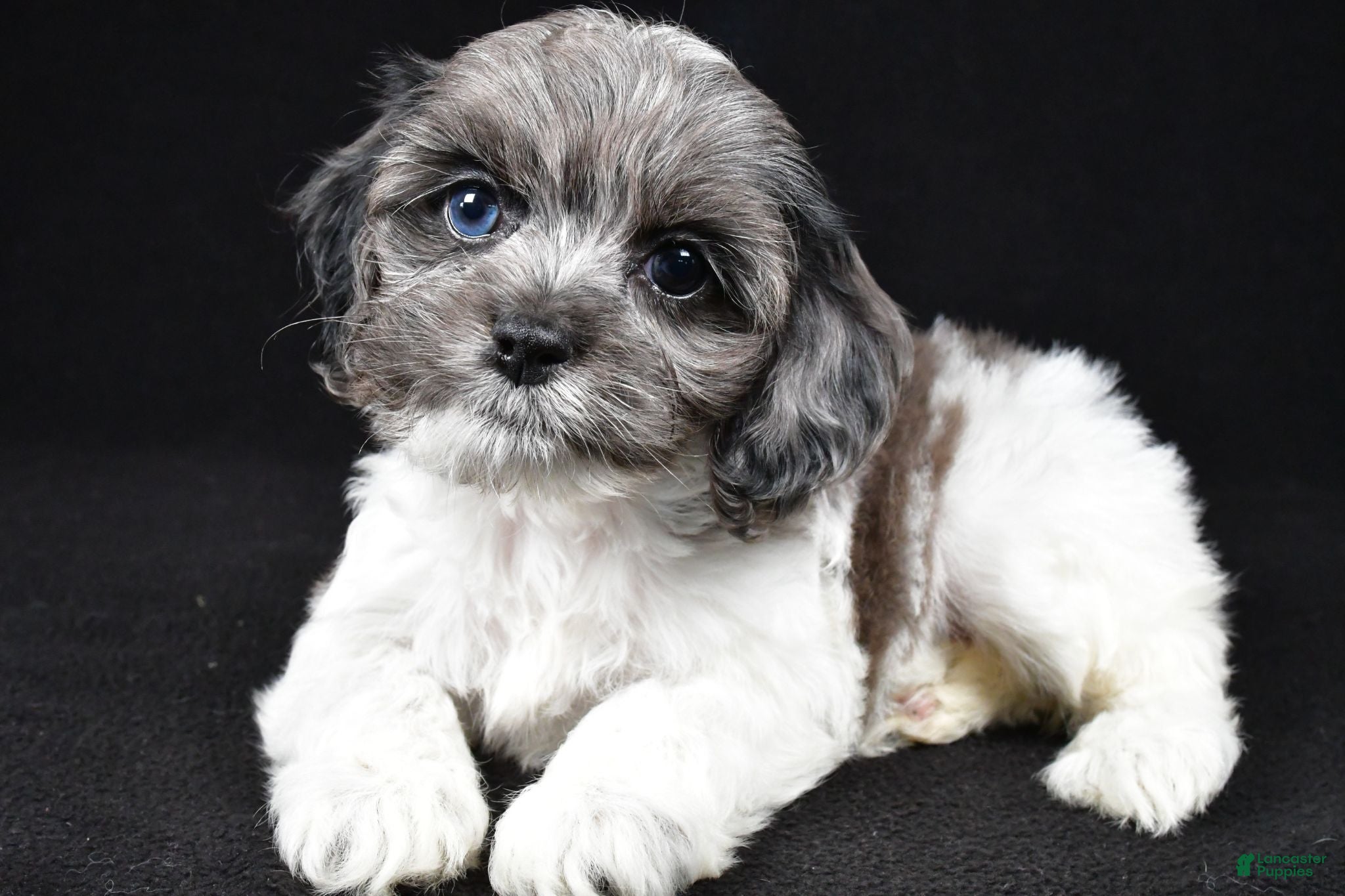 Cockapoo dogs Skye - Ad 1