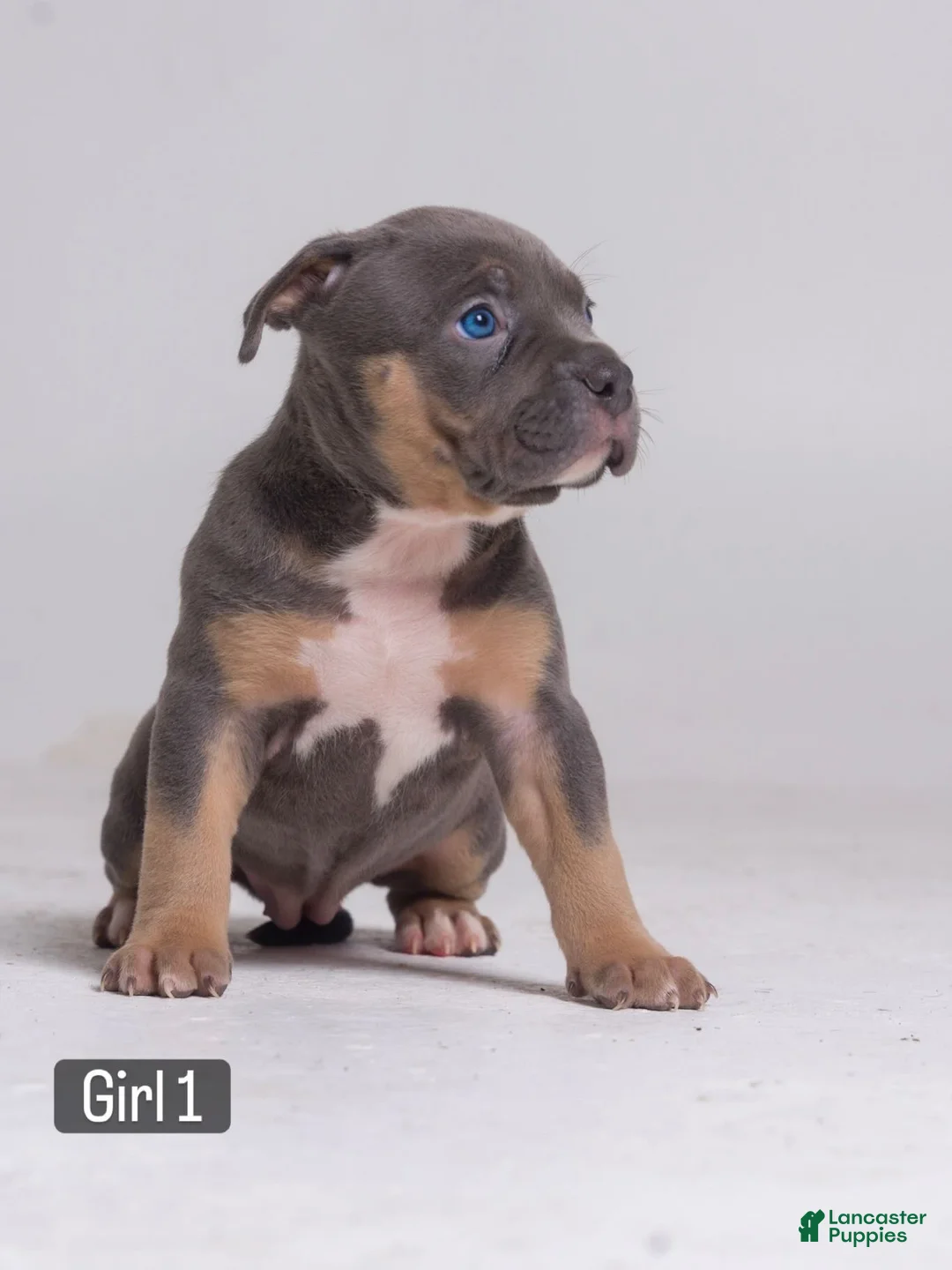 American Bully dogs for sale: 🌸🐾 - Ad 1