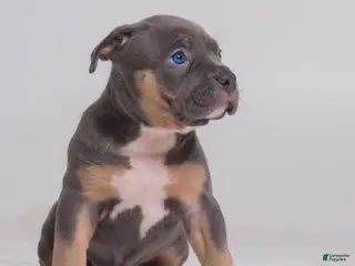 American Bully dogs 🌸🐾 - Ad 35