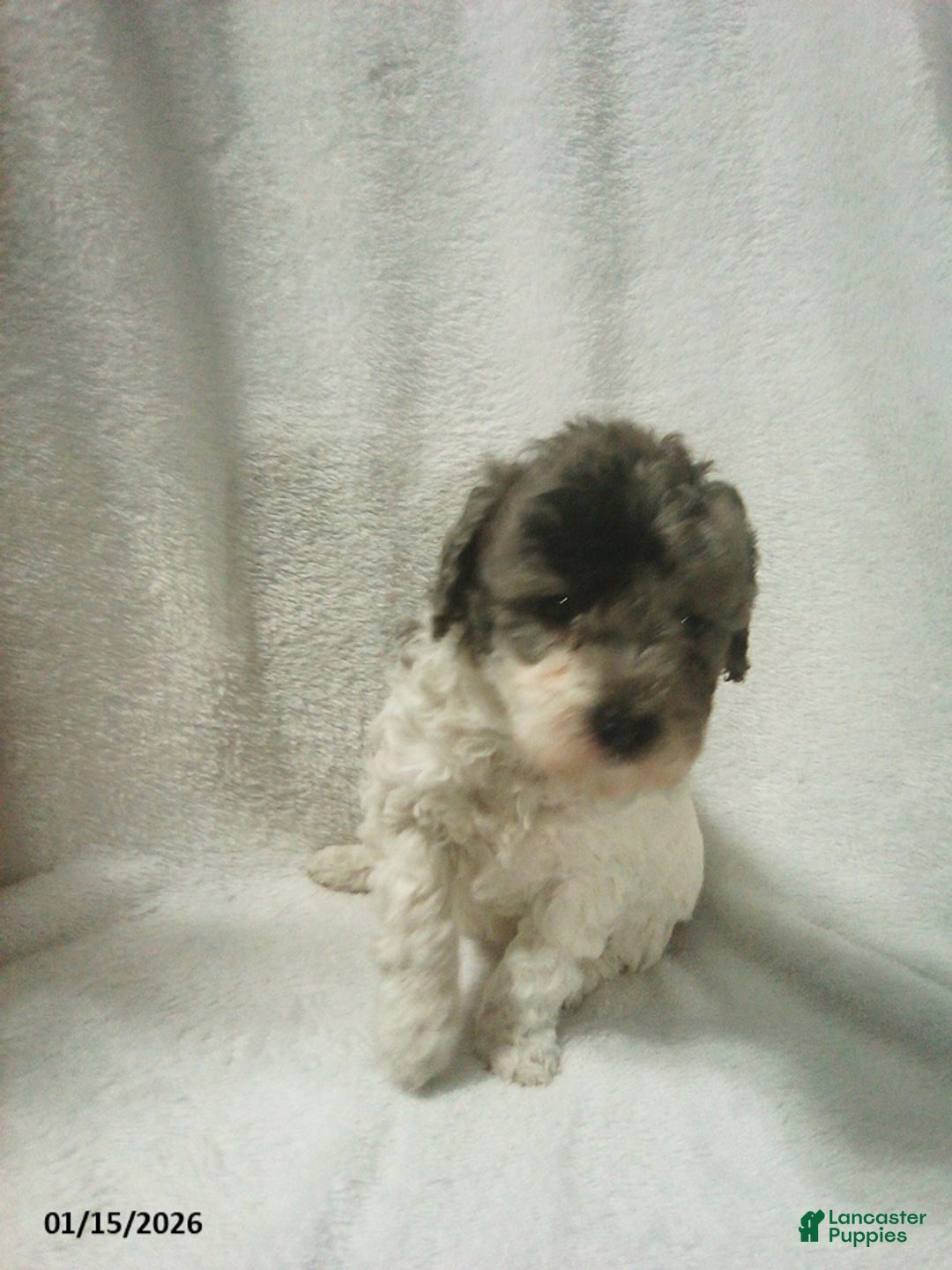 Toy Poodle dogs for sale: Eva - Ad 6