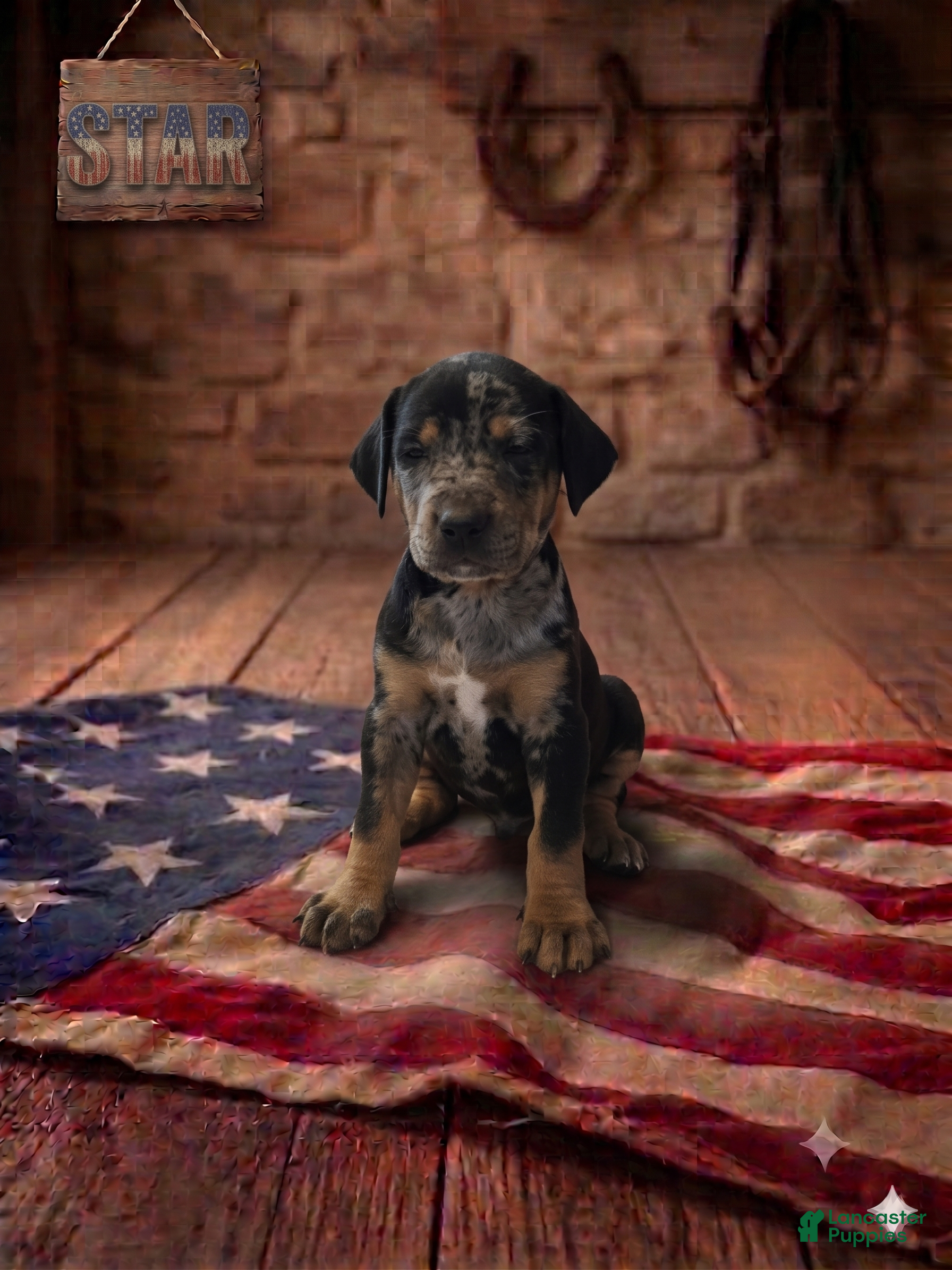 Catahoula Leopard Dog dogs Star - Ad 1