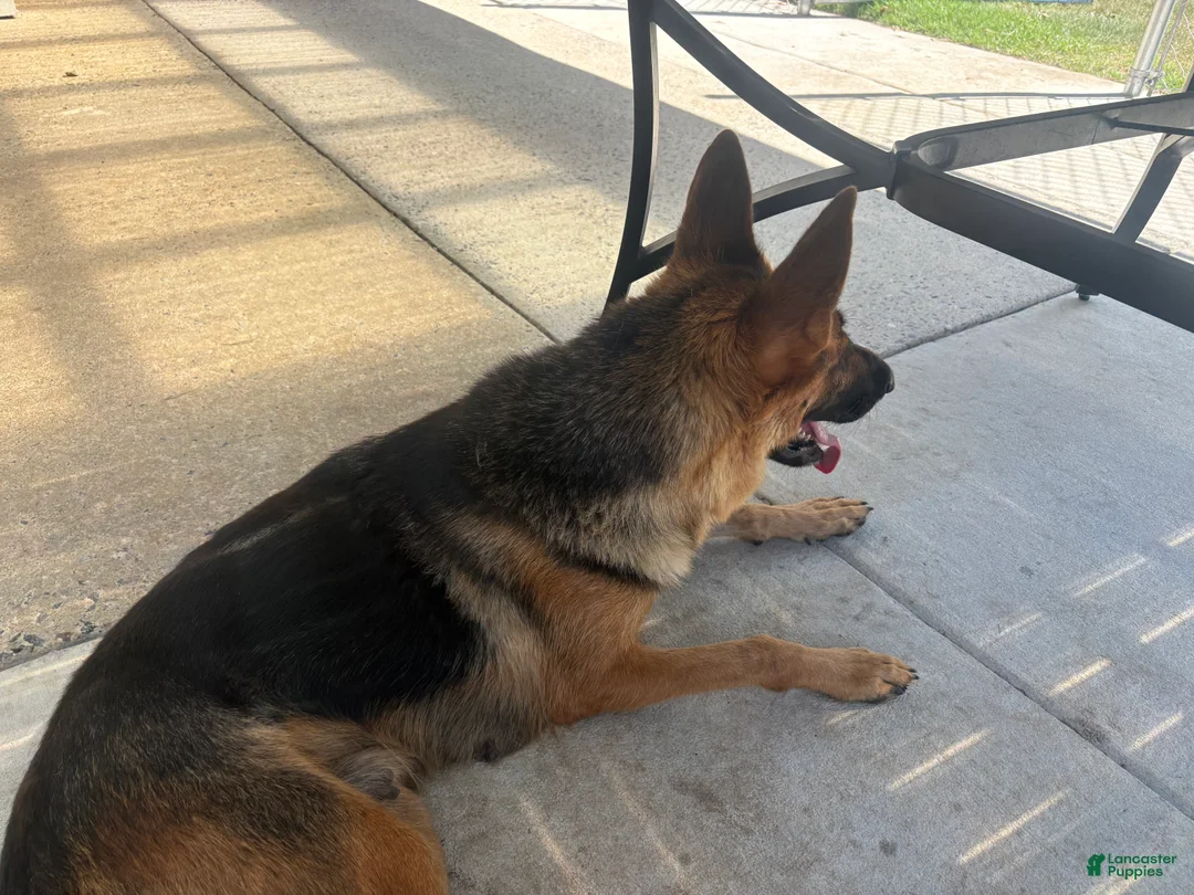German Shepherd dogs for sale: Jemma  - Ad 9