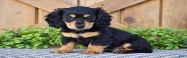 Rosie - Mini