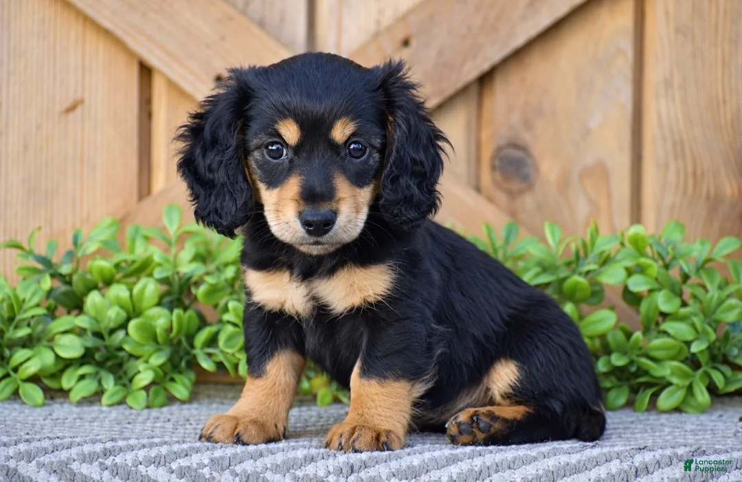 Miniature Dachshund dogs for sale: Rosie - Mini - Ad 1