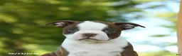 Boston Terrier dogs for sale: Terrance - Ad 5