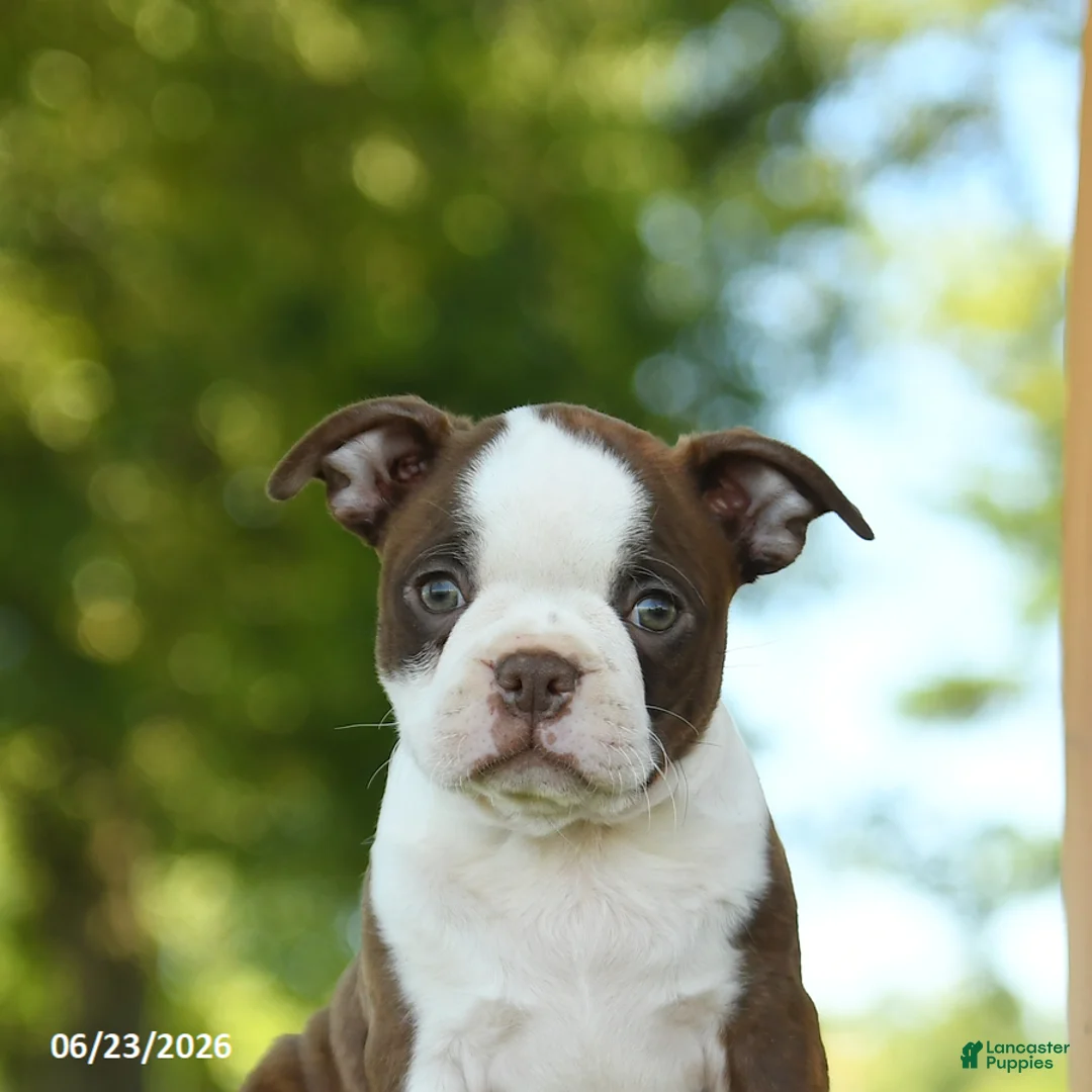 Boston Terrier dogs for sale: Terrance - Ad 5