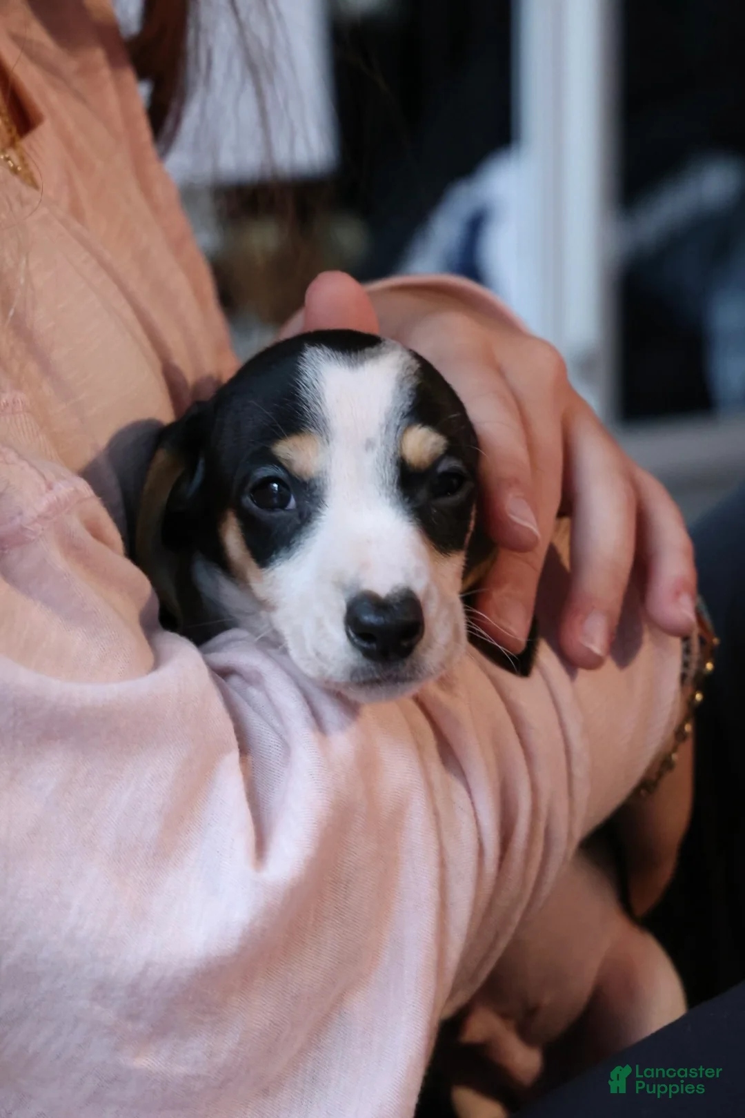 Miniature Dachshund dogs for sale: Miniature Dachshund Puppy 1 - Ad 3