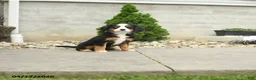 Miniature Bernese Mountain Dog dogs for sale: Washington - Ad 3