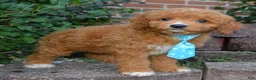 Cavapoo dogs for sale: Caesar - Ad 5