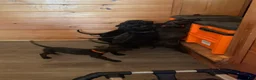 Mixed Breed dogs for sale: Mixed Breed 11 - Ad 1