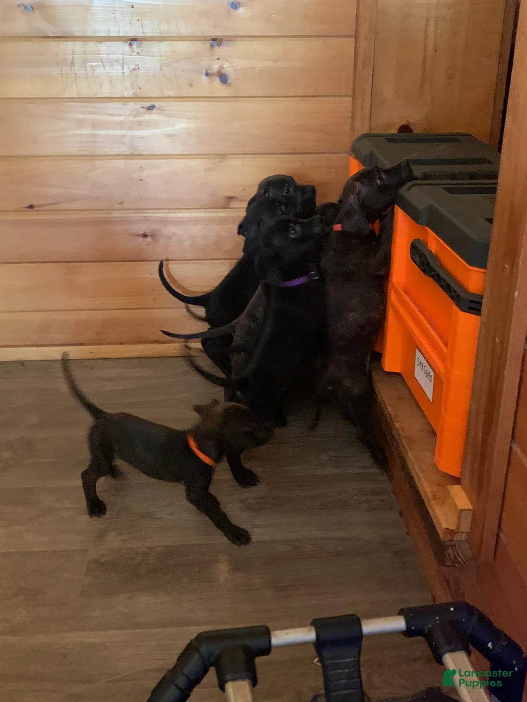 Mixed Breed dogs for sale: Mixed Breed 11 - Ad 1