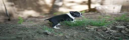 Boston Terrier dogs for sale: Perfect - Ad 4