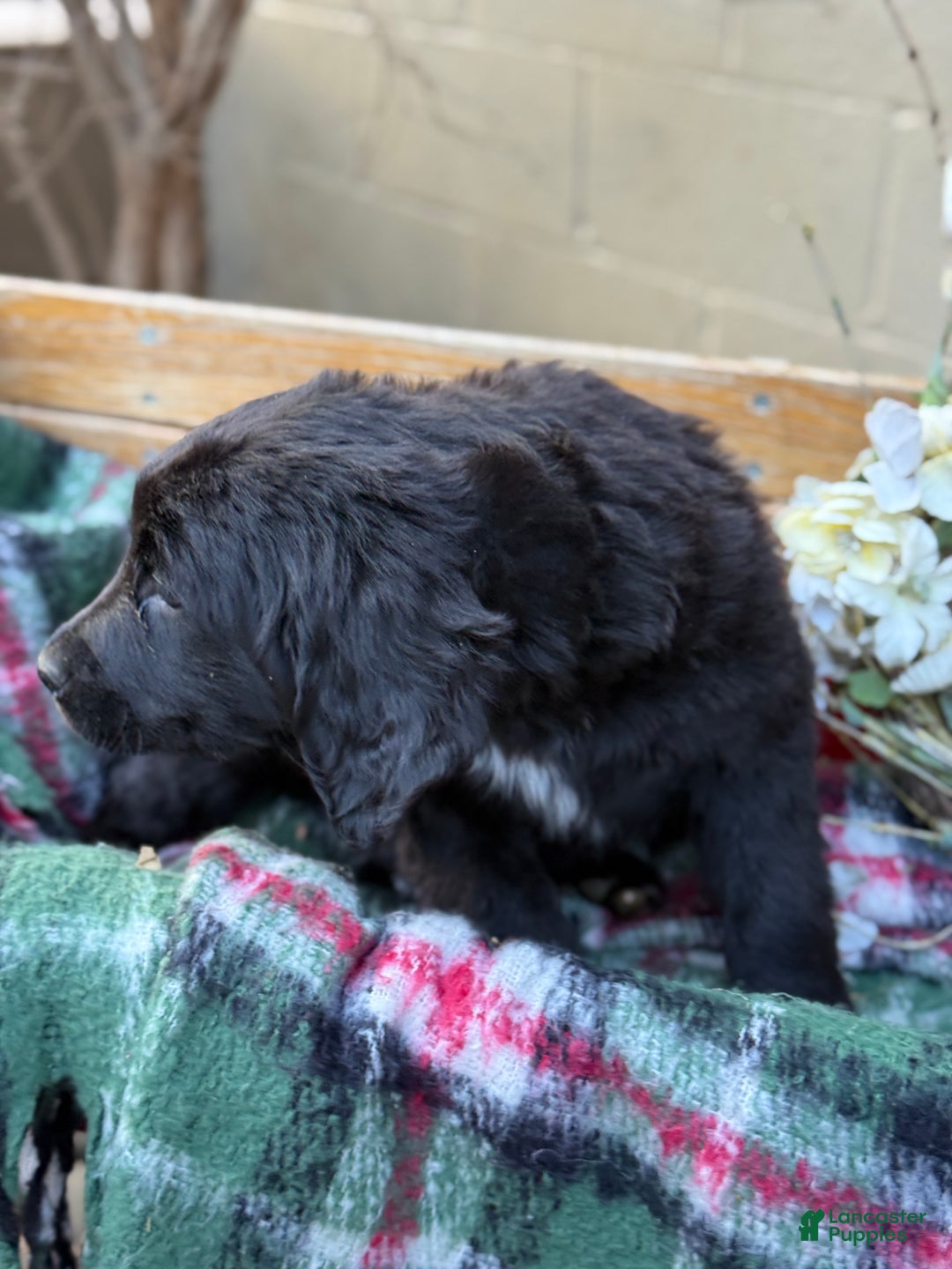 Mixed Breed dogs for sale: Rosie - Ad 3