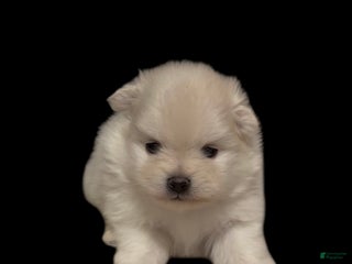 Pomeranian dogs Biscuit - Ad 4