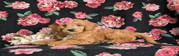Mini Goldendoodle dogs for sale: Winter Hypoallergenic - Ad 4