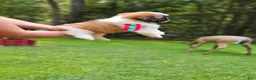 Shih Tzu dogs for sale: Shih Tzu 1 - Ad 5