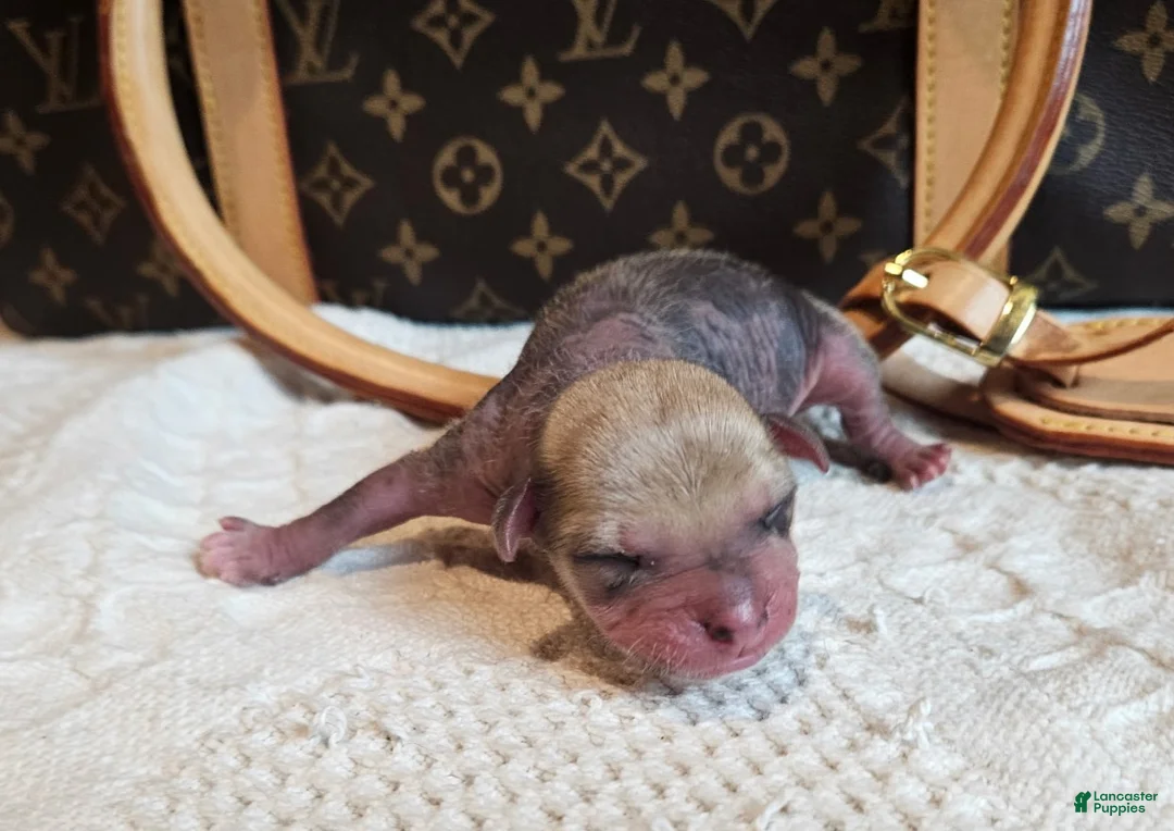 Mixed Breed dogs for sale: Jack - Ad 2
