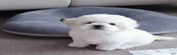 Bichon Frise dogs for sale: Maru (Male) - 9 weeks Old - Ad 3