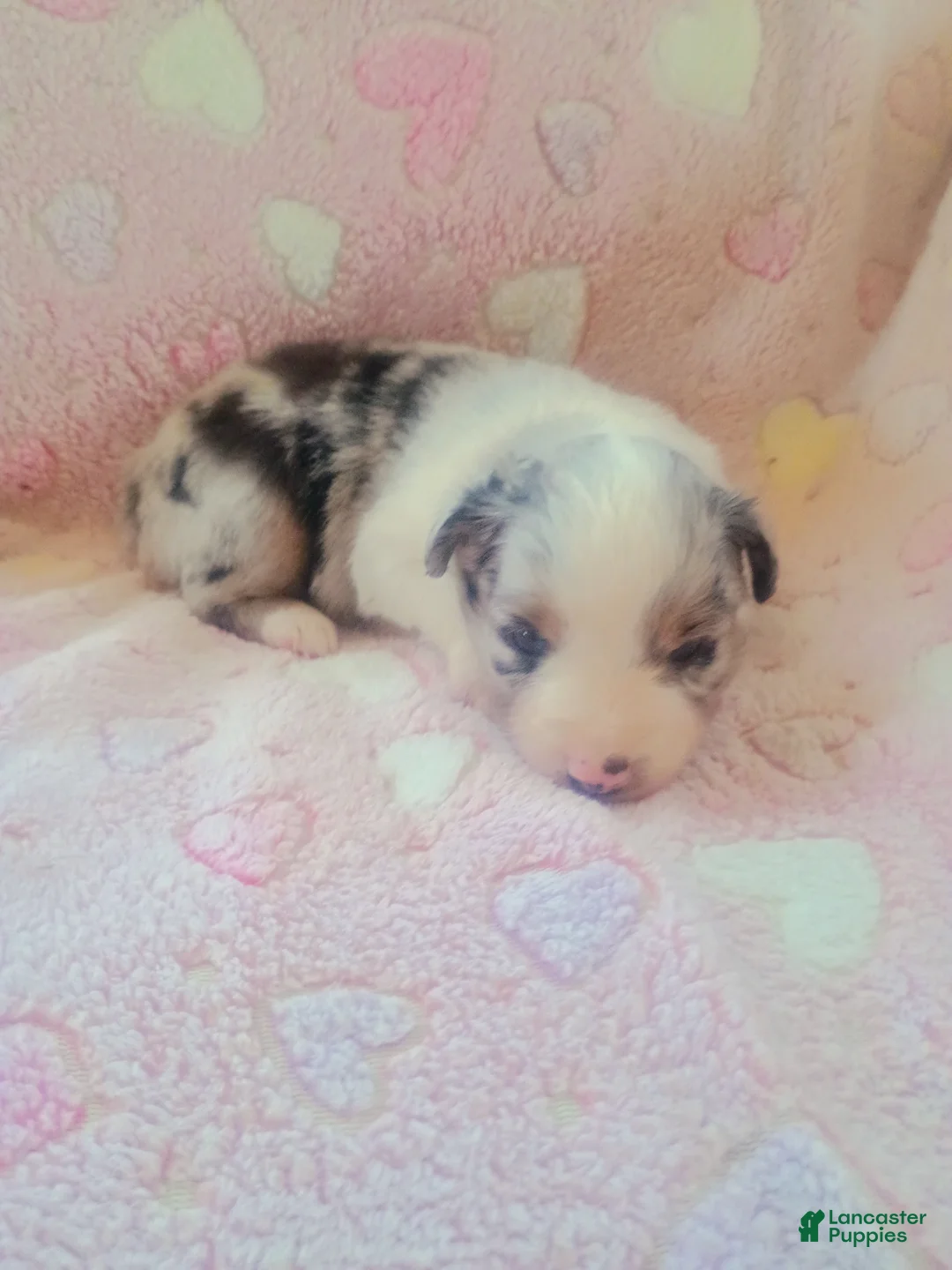 Toy Australian Shepherd dogs for sale: Toy Australian Shepherd Puppy 4 - Ad 6