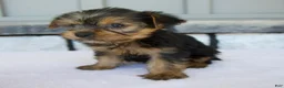 Yorkshire Terrier dogs for sale: Penny - Ad 4