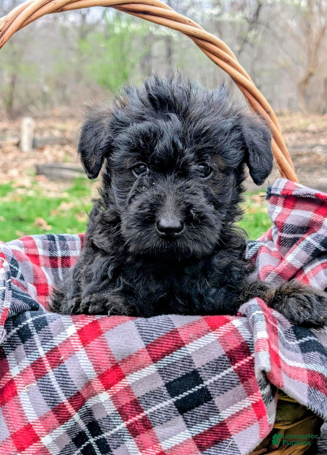 Mixed Breed dogs Ruger - Ad 2