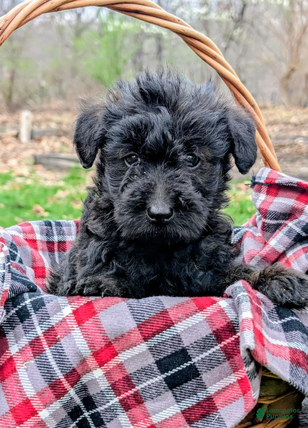 Mixed Breed dogs for sale: Ruger - Ad 2