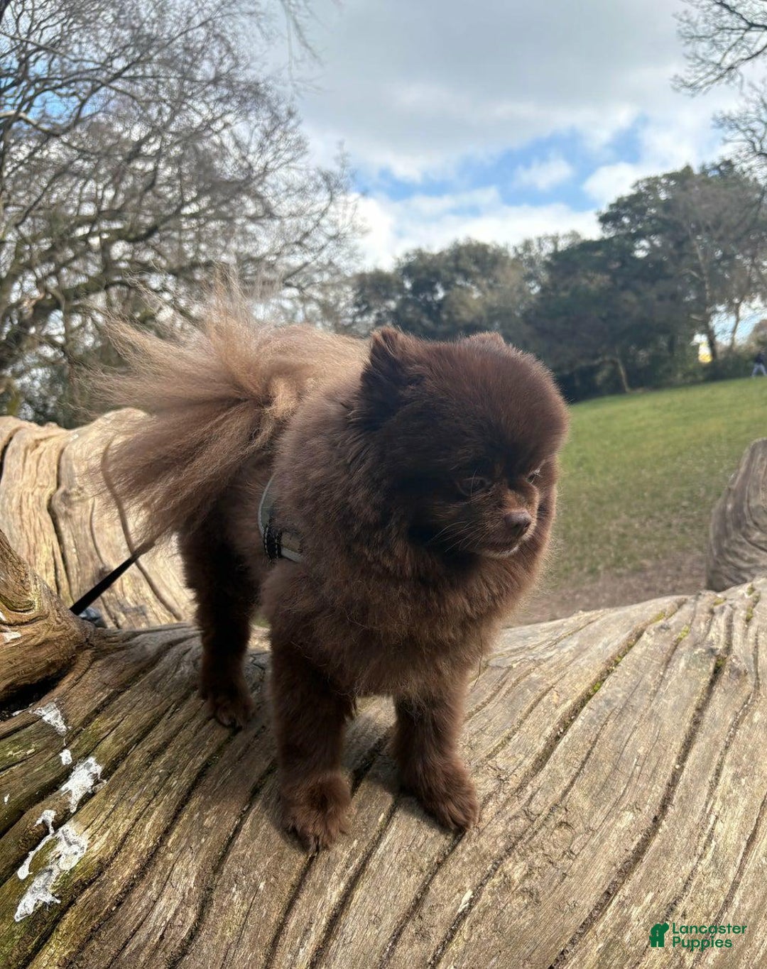 Pomeranian dogs for sale: Ciri - Ad 19