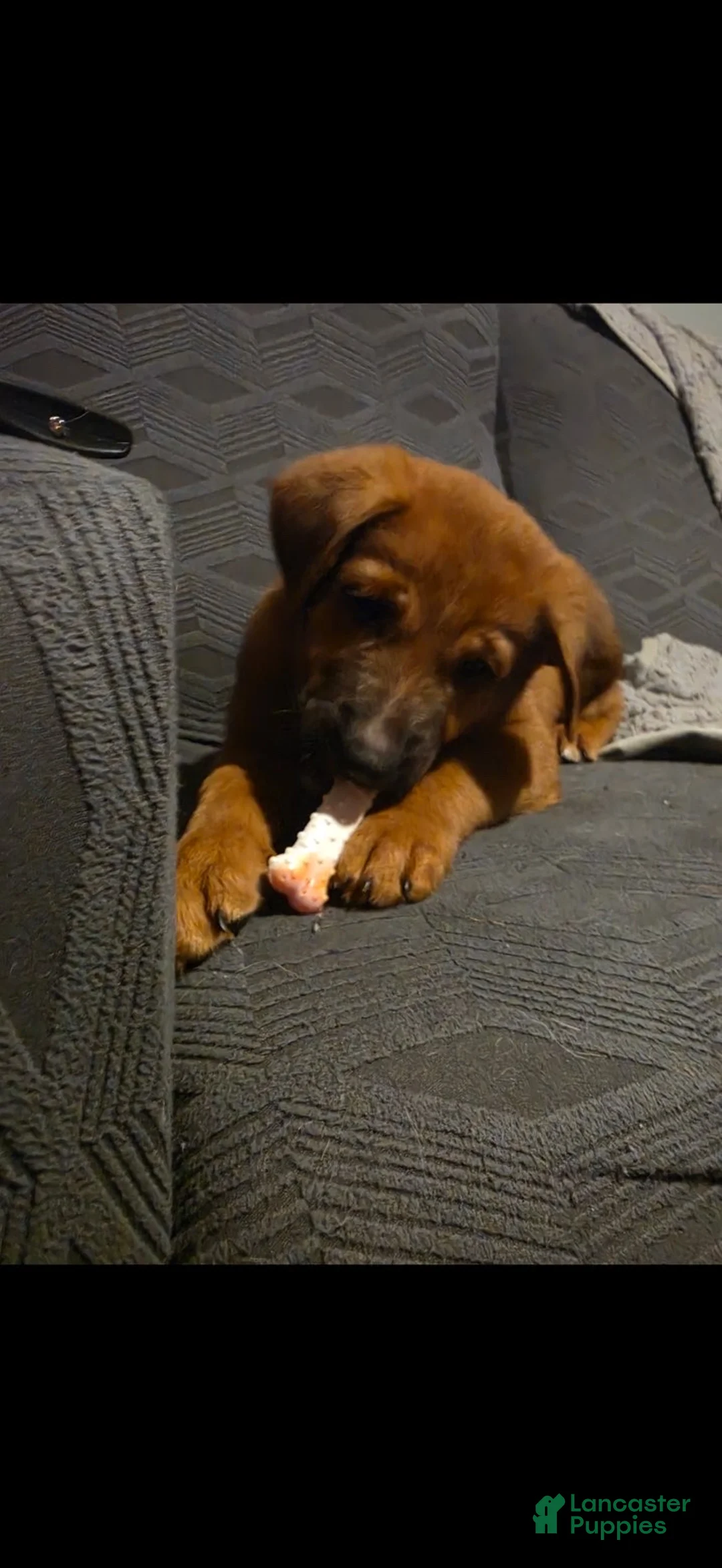 Sheprador dogs for sale: Jr - Ad 1