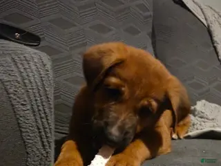 Sheprador dogs Jr - Ad 6