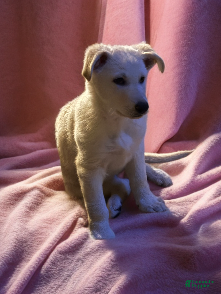 German Shepherd dogs Snowball - Ad 9