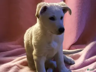 German Shepherd dogs Snowball - Ad 35