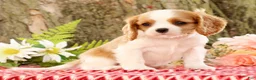 Cavalier King Charles Spaniel dogs for sale: ZInnia - Ad 3