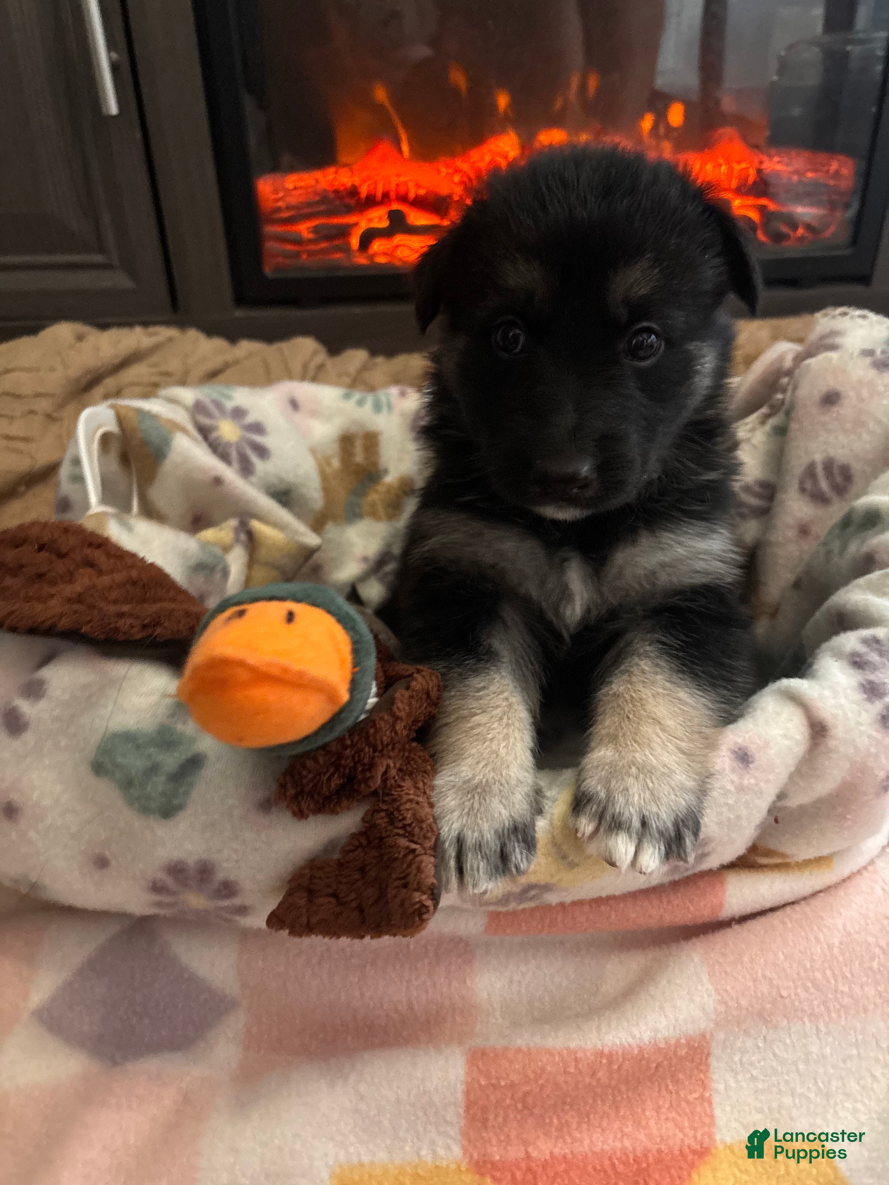 German Shepherd dogs  Puppy 1 - Ad 31