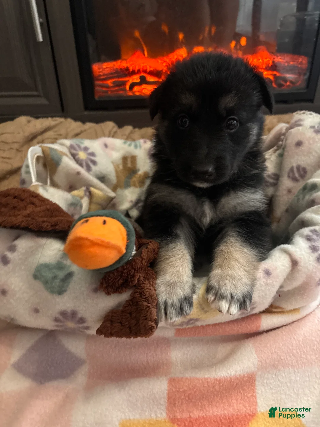 German Shepherd dogs for sale:  Puppy 1 - Ad 1