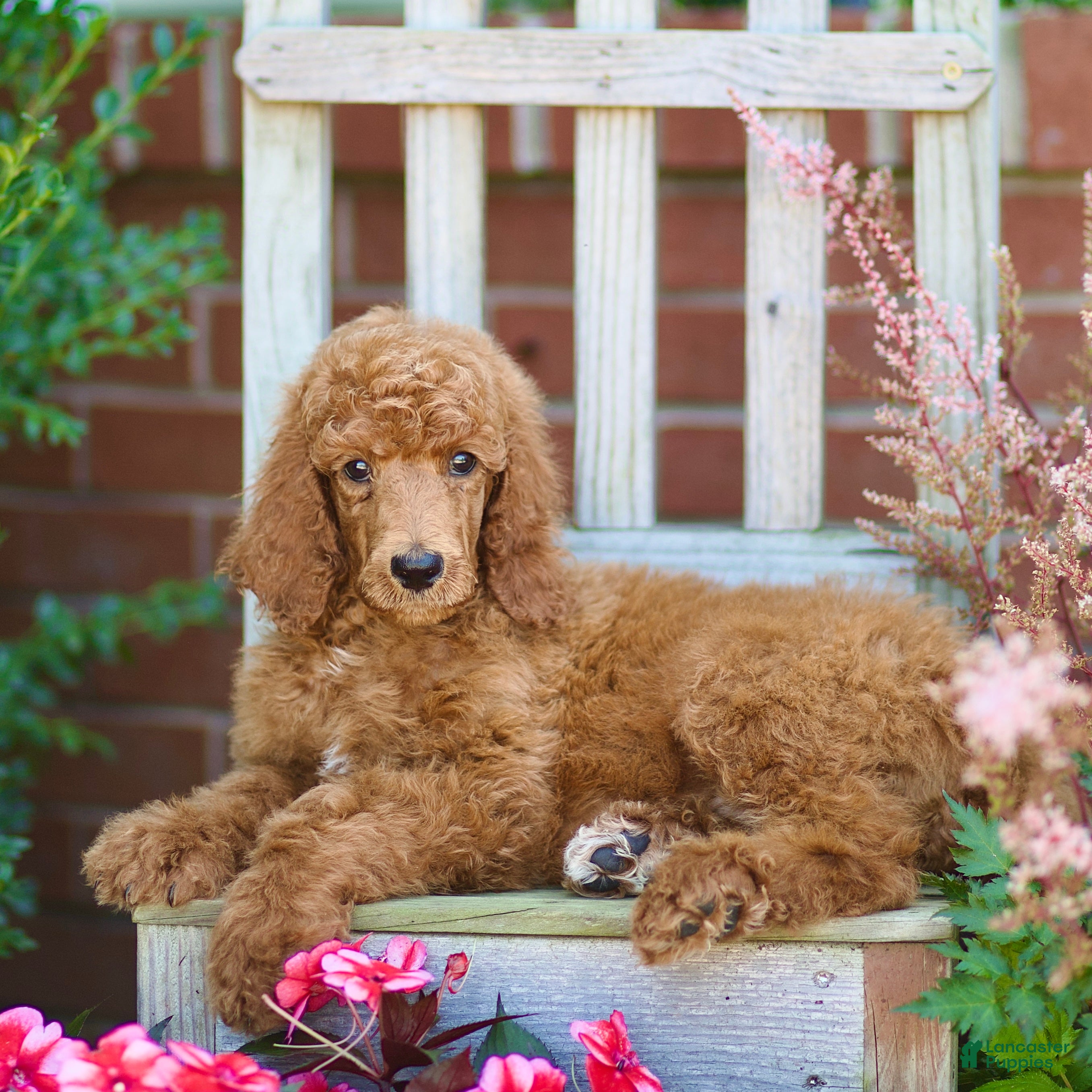 Standard Poodle dogs Michael  - Ad 2