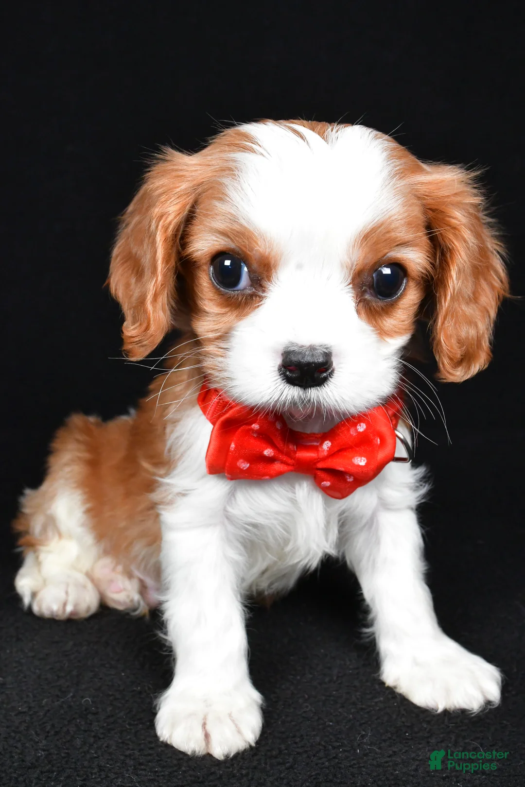 Cavalier King Charles Spaniel dogs for sale: Rusty - Ad 8