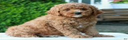 Mini Goldendoodle dogs for sale: Landon  - Ad 3