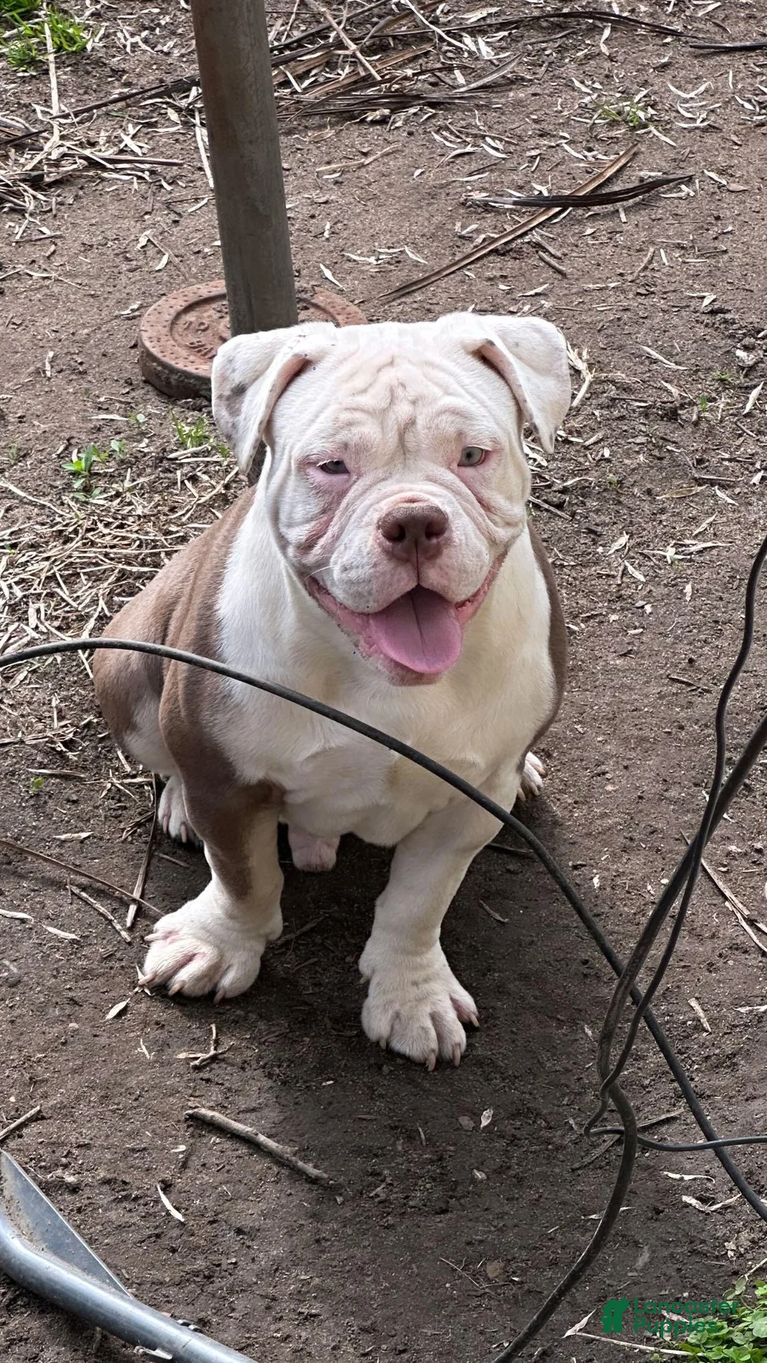 American Bully dogs for sale: American Bully Puppy 2 - Ad 1