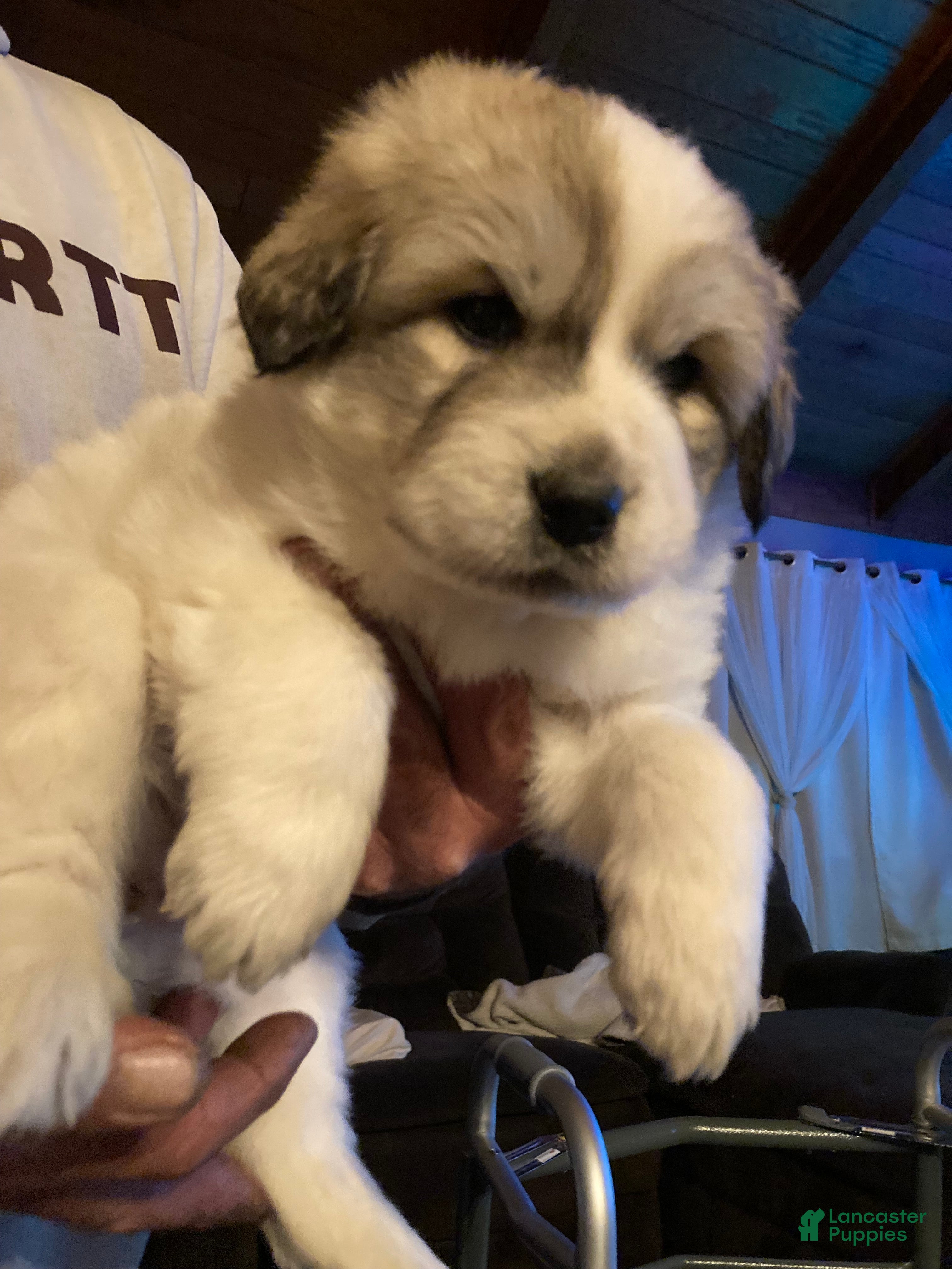 Great Pyrenees dogs Great Pyrenees Female Puppy - Purple - Ad 26