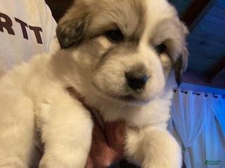 Great Pyrenees dogs Great Pyrenees Female Puppy - Purple - Ad 33