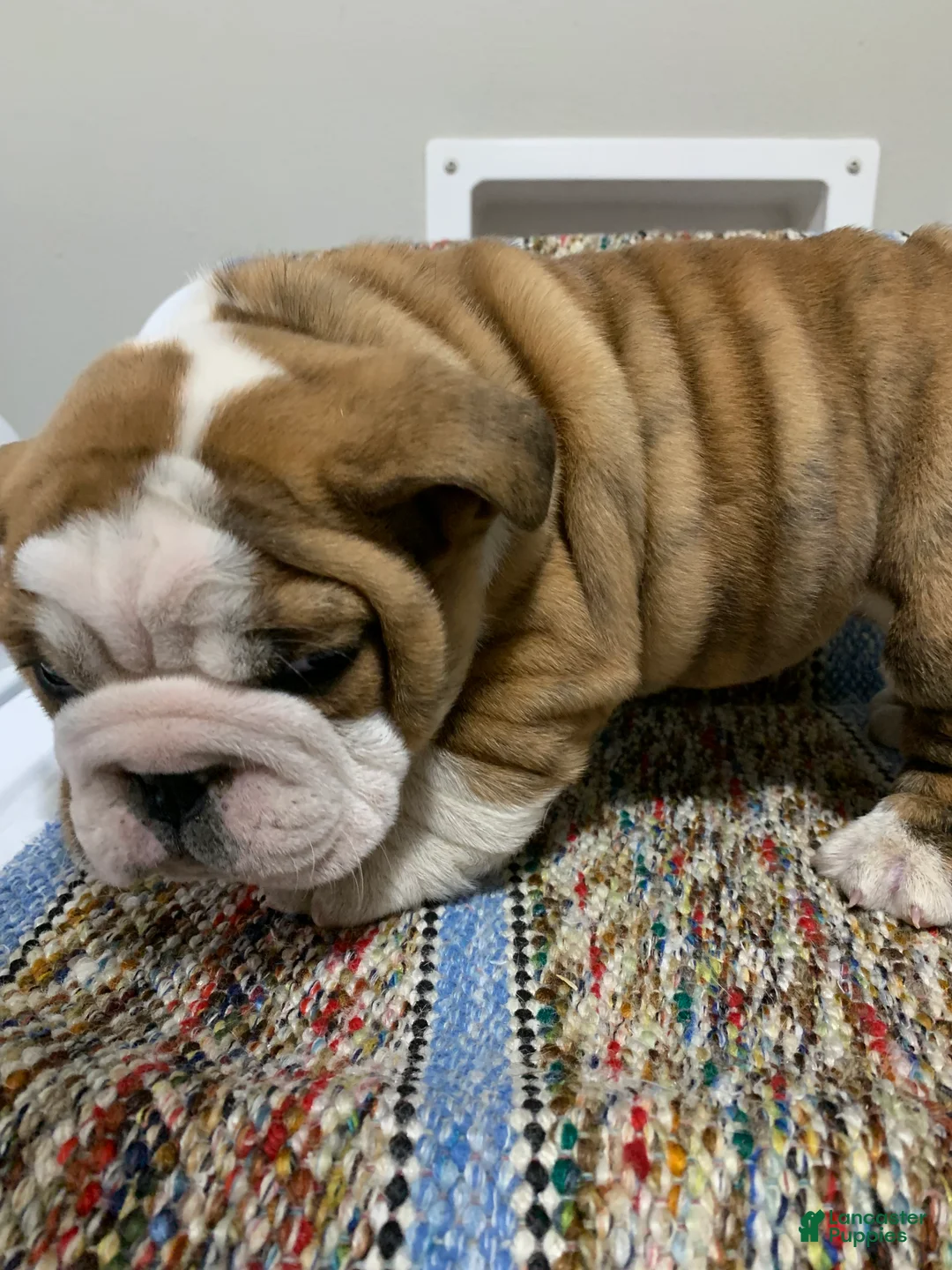 Mixed Breed dogs for sale: Bo - Ad 2