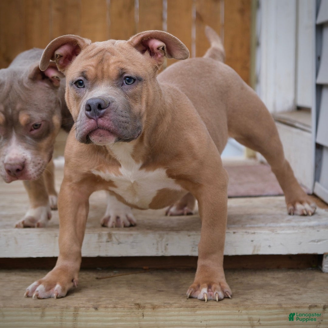 American Bully dogs for sale: lilith - Ad 4