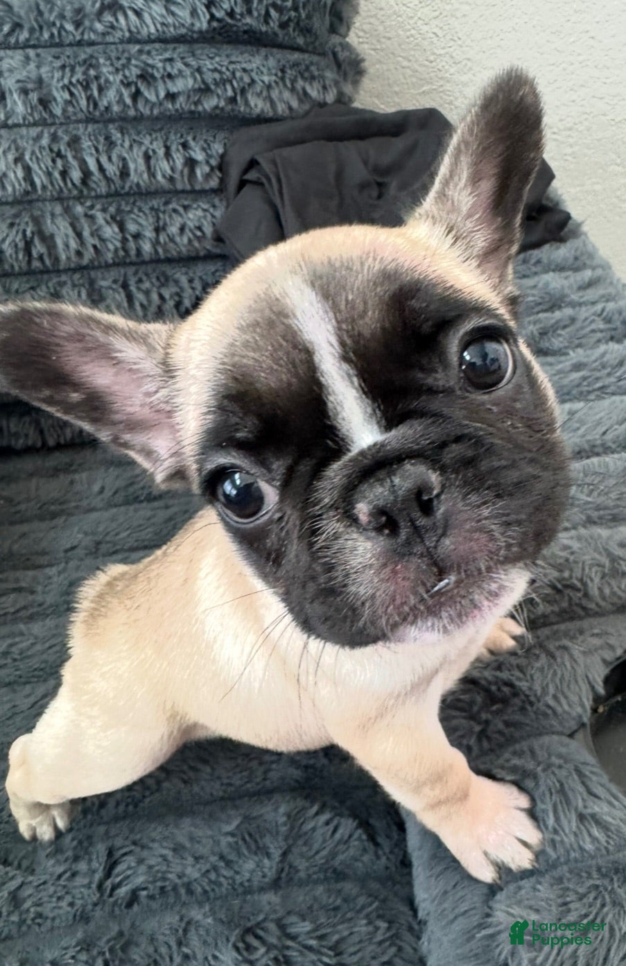 French Bulldog dogs for sale: Poppy Playtime  - Ad 1