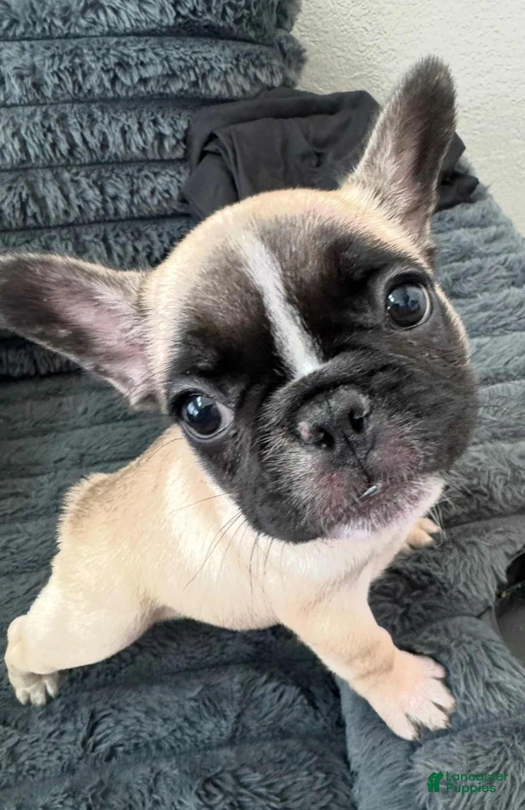 French Bulldog dogs for sale: Poppy Playtime  - Ad 1
