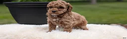 Miniature Poodle dogs for sale: Remi - Ad 10