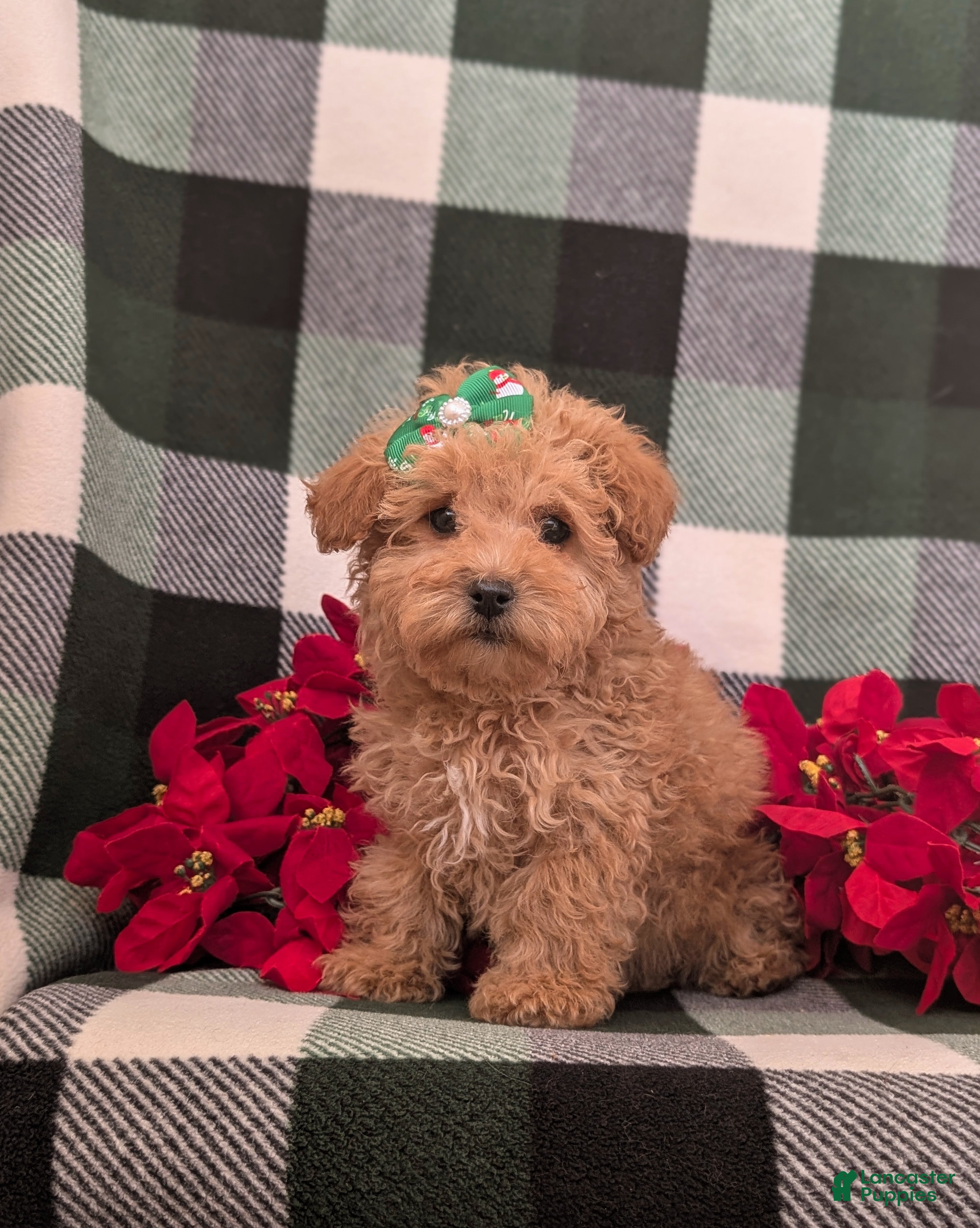 Bichpoo dogs Twyla 8 lbs Full Grown - Ad 38